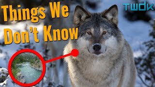 How Do Animals Change the Environment? - Things We Don't Know