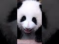 Why are pandas so cute?