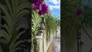 Vanda #orchids all in a row #shortsvideo