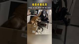 The orange cat was pushed into the carton by the civet cat橘貓被狸貓推進紙箱中 #dog #cat #貓 #貓咪