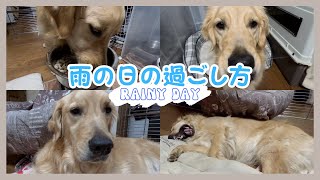 【雨の日】大型犬の雨の日の1日に密着【ゴールデンレトリバー】