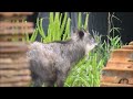 【english edition repost】japanese serow mother and child dinner カモシカ母子食事220515