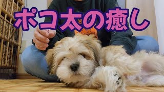 ポコ太の癒し　犬種ラサアプソ