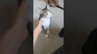 呼んだら来るイカ耳猫🐱 - Cats with flattened ears - #shorts