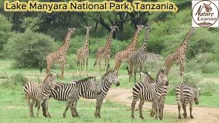 African Safari By Nature Excursion Safaris