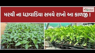 મરચી ના ધરૂવાડિયા સમયે રાખો આ કાળજી ! # Chilli Nursey