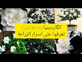 الگاردينيا او جاردينيا Gardenia تعرفوا على اسرار الزراعة وكيف تصبح الشتلة كأنما باقة ورد عطرية