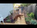Planting Shade Garden Perennials and CLIMBING Hydrangeas!