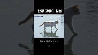 한강 고양이 꽁꽁 얼어붙은 한강 위로 고양이가 걸어다닙니다 원본