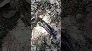 Channa lucius|kehung|尖斑|ikan bujuk|尖头斑|Forest snakehead#Channa lucius#shorts#subscribe