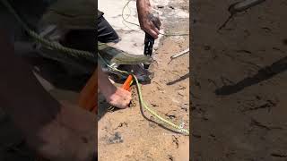 Unhooking an Alligator Gar