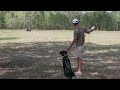 how to steady duck dogs step 2 hunting dog training