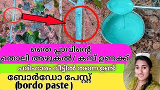 BORDEAUX PASTE PREPARATION | പഴവർഗ ചെടികളുടെ തൊലി ചീയുന്നത് തടയാൻ ബോർഡോ പേസ്റ്റ് തയ്യാറാക്കേണ്ടരീതി