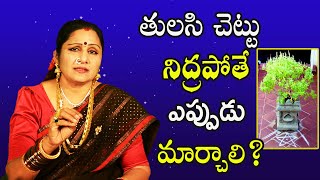 తులసి చెట్టు ఎప్పుడు మార్చాలి? | When To Change Tulsi Plant | Chandraja Vadapalli Videos | Sreekaram