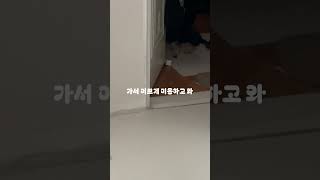 오늘은 미용하는 날 #강아지 #강아지일상 #강아지영상 #추천 #강아지브이로그 #요크셔테리어 #강아지미용 #puppy #귀여움 #귀여운강아지 #cute #귀요미 #강아지