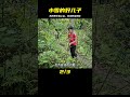 小雪說想媽媽了，男孩領著小雪上山散心，還收獲野菜掙錢 荒野求生 荒野独居 求生挑战 生存挑战 荒野