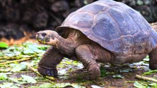 Galapagos 2014