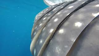 Whale Shark Close Up: Gills