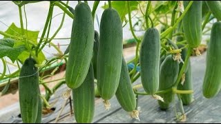 বাংলাদেশের সেরা ৮ টি শসার জাত Best Hybrid Cucumber Seed in Bangladesh