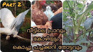 വീട്ടിലെ പ്രാവും,കോഴിയും,കൊച്ചു പച്ചക്കറി തോട്ടവും/azola/guppies /pacahakari thottam/love birds