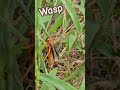 Working in the yard!#nature2024 #waspworld#flyinginsect#stingerinsect#lifescience#insectmovement