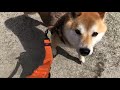 柴犬の”シンバくん”と散歩トレーニング！