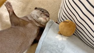 【可愛い暴れん坊が部屋におる】カワウソのビンゴとベル｜Cute and naughty otter Bingo\u0026Belle in the room