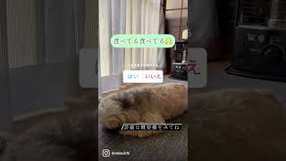 （ネクスガードスペクトラ）薬嫌いなシーズー犬バル君～ Dog didn't like medicine～ #shorts