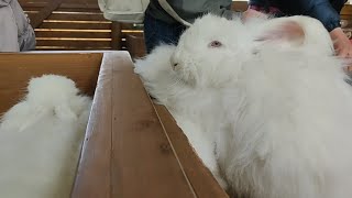 アンゴラうさぎのふれあいコーナー　　　 那須どうぶつ王国　#rabbit #bunny #fluffy