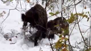 CINGHIALE CON CUCCIOLO A PASSEGGIO NEL BOSCO DI VILLA  GIULIA !!! ( TRIESTE)