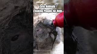 Cute Animals ! Asking People for Help #shorts #viral