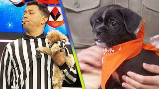 Puppy Bowl Celebrates 20-Year Anniversary by Featuring Largest Number of Rescue Dogs in History