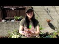 re potting my graptoveria rosy succulent plant.