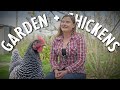 Chickens And Gardens: A Perfect Combination!