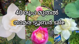 40 രൂപ മുതൽ താമര ട്യൂബർ sale @villagelife74