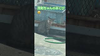 令和6年3月11日地域猫茂助ちゃんのあくび、食後のゆっくりタイム　#short  #shorts  #cat  #地域猫　#チャンネル登録よろしくね  #主婦