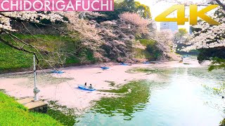 【東京の桜2021.3.29】「千鳥ヶ淵」桜の名所/石垣と桜とボートの美しい眺め。2021年3月26日 Tokyo walk chidorigafuchi. Cherry Blossoms 千鳥ヶ淵