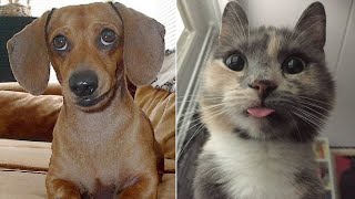 🐶 Funny cats and dogs compilation, try not to laugh 🐱 dog and cat funny