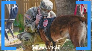 Military dog, handler reunited after being separated | NewsNation Now