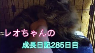 レオちゃんの野良猫から飼い猫になるまでの成長日記285日目