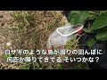 いちご畑【86】まだ花が咲き始めてる