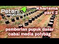 pupuk dasar cabai media polybag