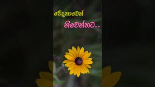 වේදනාව තුළින් මතු වන නිවීම || මනසිකාරය කුමක් පිණිසද? || සතර සතිපට්ඨානයට අනුග්‍රහ පිණිස ධර්ම දේශනා