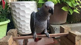 Bibi Grey Parrot first time going outside