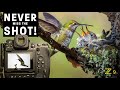 FREEZE birds in flight | SHARP hummingbird photos | Pro tips for continuous shooting - Nikon Z9