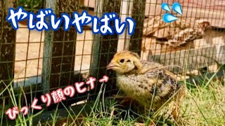 【うずらは反省するとこうなります】巨大うずらのチーン😑顔/ギューギュー抱っこ/人口孵化/飼育/ひな/ジャンボウズラの雛/ヒナ