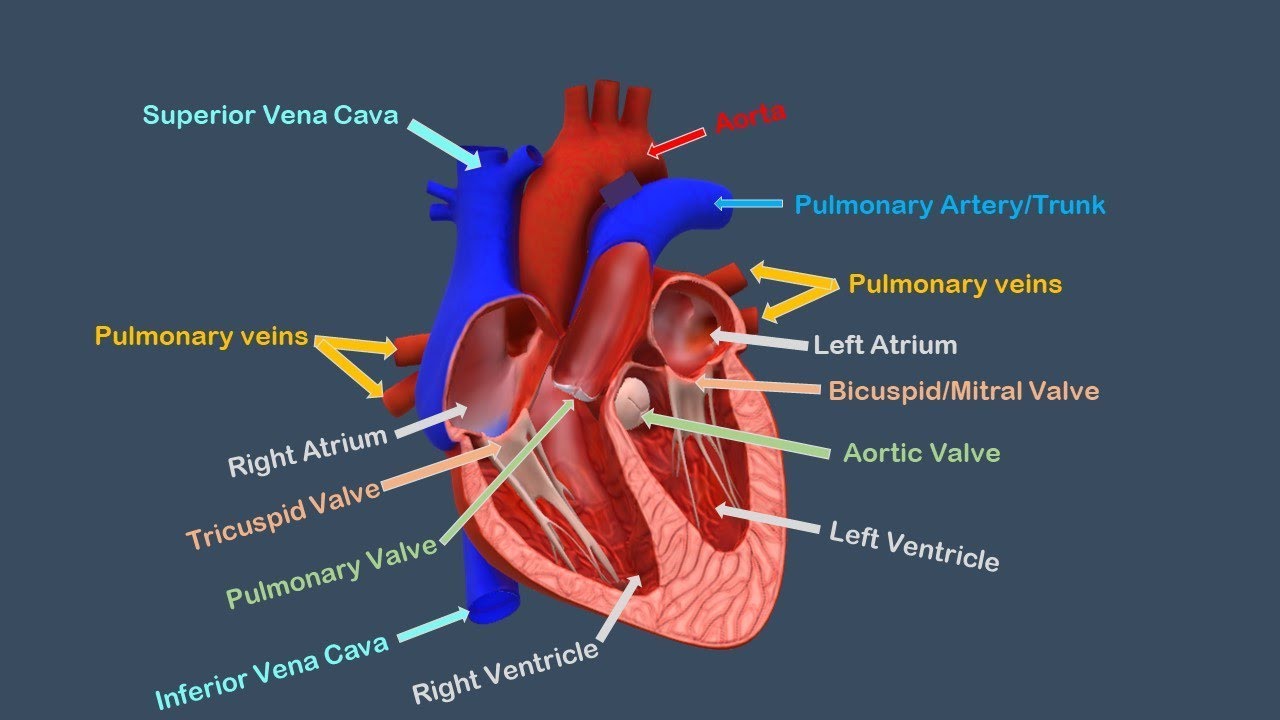 Structure Of Human Heart Chambers Arteries Veins Valves In Human