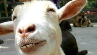 Funny Goats A Funny Goat Videos Compilation || NEW HD