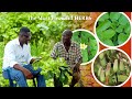 African Herbs And Their Medicinal Use