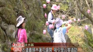 1030225紅樹林有線新聞 古道盡頭木蓮花盛開 吸引登山客造訪